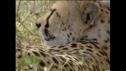 African elephant teaches curious cheetah cubs a lesson - Bbc wildlife