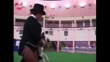 Funny Dog Dancing 