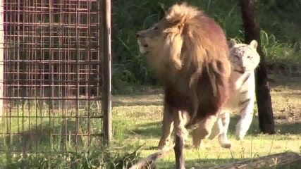 Big Cat Rap!!