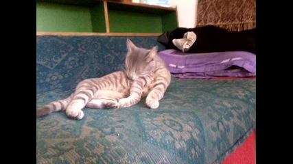 котенце