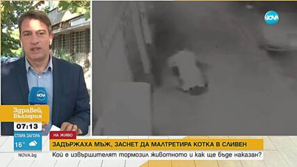 Заснетият да малтретира до смърт котка в Сливен обяснил, че има непоносимост към такива животни