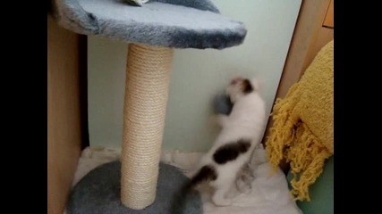 Най-сладкото Коте (4) - срещу топчето