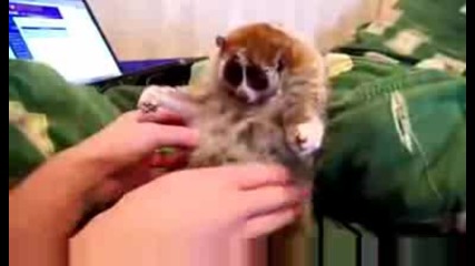 !!! Странно Животно !!! 