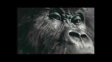 Gorilla Goes Wild With Phil Collins