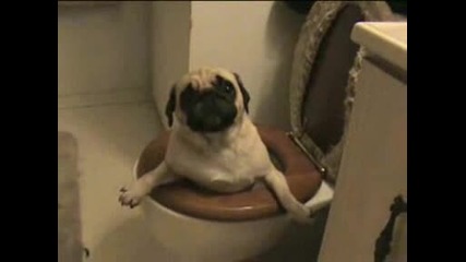 Малко Сладко Куче Се Навира В Тоалетната Мноо Смяхх 