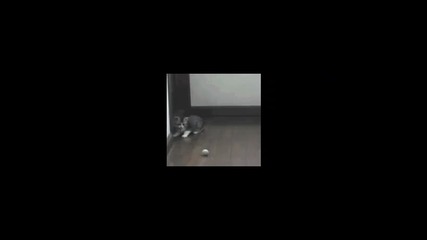 малки котенца 