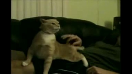 котка с гъдел 