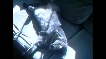 Cat Playing 