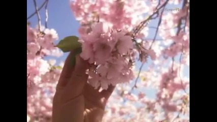 Черешово дърво - Релаксираща музика 