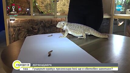 Гущер от пловдивския Природонаучен музей е новият оракул на Световното по футбол