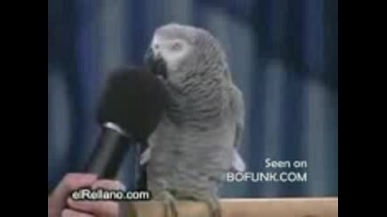 Cute Speaking Parrot