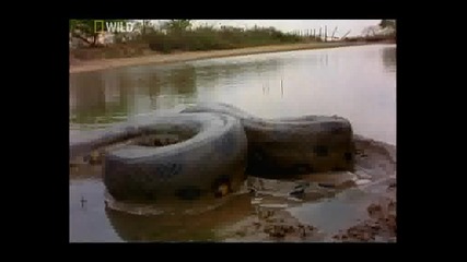 Най - опасните животни в света! - Амазония 3/3 Б Г Аудио! 