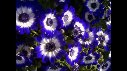 Летя - Richard Clayderman