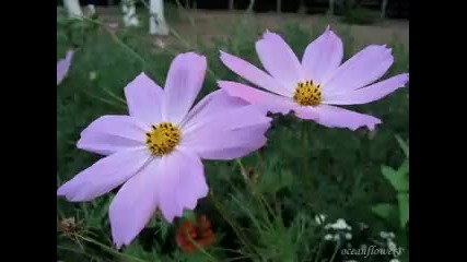 I just called to say i love you - Gheorghe Zamfir 