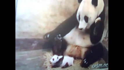 Бебе панда стряска майка си. 