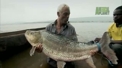 Уловена Гигантска Пираня 