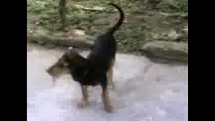 moeto kuce.