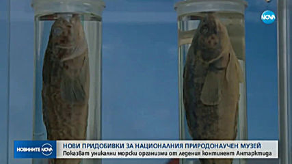 Уникални морски организми от Антарктида на изложба в София