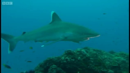 Diving with silver - tip sharks - Dive to Shark Volcano - Bbc 