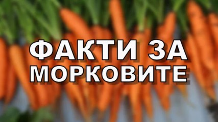 Факти за морковите