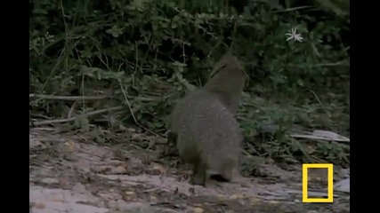 Кобра или Мангуста : На кого ще заложите ?