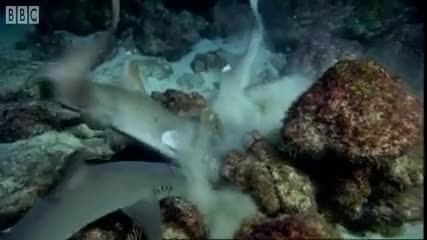 Avoid Sharks! - Turtles Guide to the Pacific - Bbc Earth 