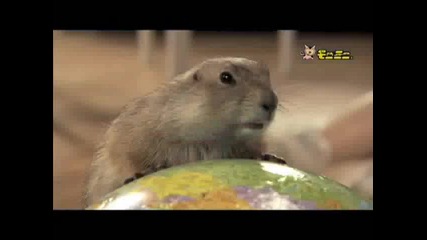 Луда катерица 100% Смях