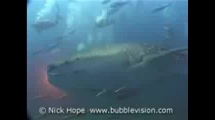 Whale Shark