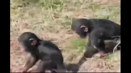 маймунски номера или еволюирали животни..;)