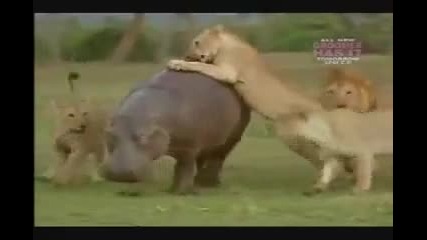 Група лъвове нападат хипопотам