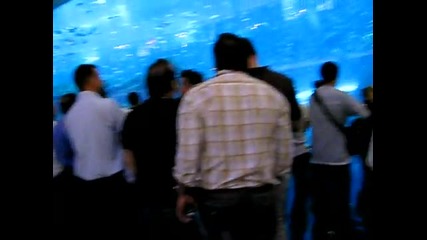 огромен аквариум в Мол в Дубай 