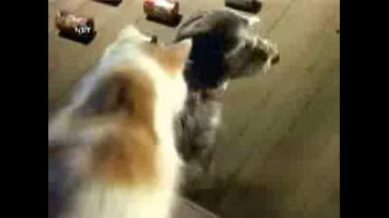 Куче и Котка Се обединяват срещу крадци