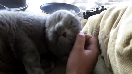 Cute cat licking hand * High Quality * 