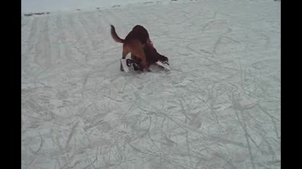 Разгонено куче 