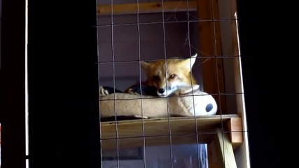 Сладка лисица се прозява преди да заспи