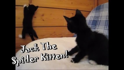 Котешка циркова трупа