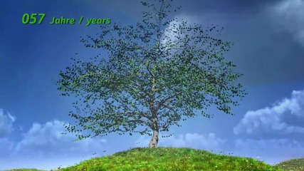 Как израства едно дърво? Анимация показваща растежа по години