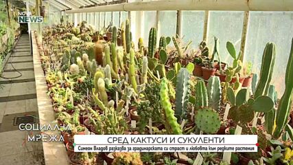 Симеон Владов за любовта към кактусите и градинарството