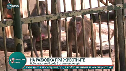НА РАЗХОДКА ПРИ ЖИВОТНИТЕ: Нови защитени видове в столичния зоопарк