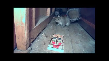 Squirrel Owned By Rat Trap