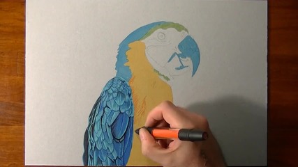 Страхотна реалистична рисунка на папагал!