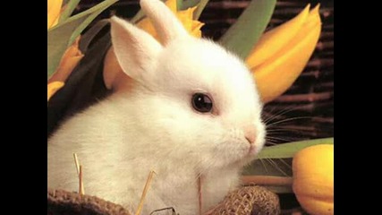 Зайченцето бяло