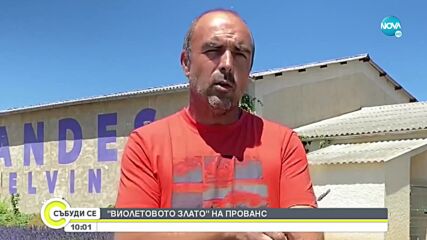 Лавандинът: "Виолетовото злато" на Прованс