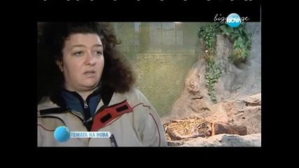 Китайската Нова Година: Черната Водна Змия Темата На Нова Тв 10.02.2013 г.