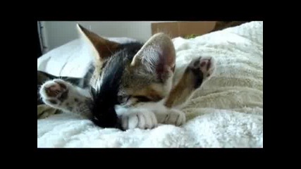 Котка всеки ден прави йога 
