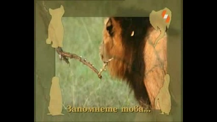 Енциклопедия за животни - Лъв