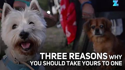 Три причини да заведете кучето си на концерт