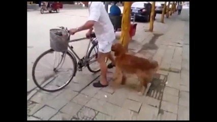 Това колело крадците ще го заобикалят ! Смях !