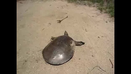 Супер бърза костенурка
