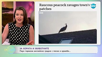За хората и животните: Паун тормози английско градче с песни и кражби - „На кафе” (09.07.2025)